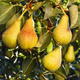 Grusza Bera Hardy Plant Pack