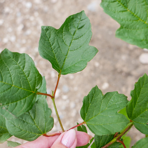 KALINA KORALOWA (C2)