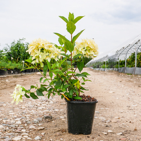 Hortensja bukietowa Skyfall (P9)