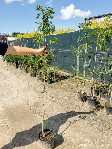 Klon polny obw. 8-10cm