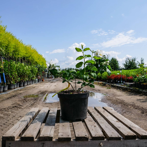 Jaśminowiec panieński Biały Karzeł (C2)