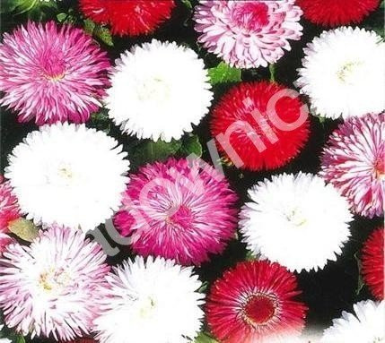 Stokrotka trwała mieszanka 0,1g