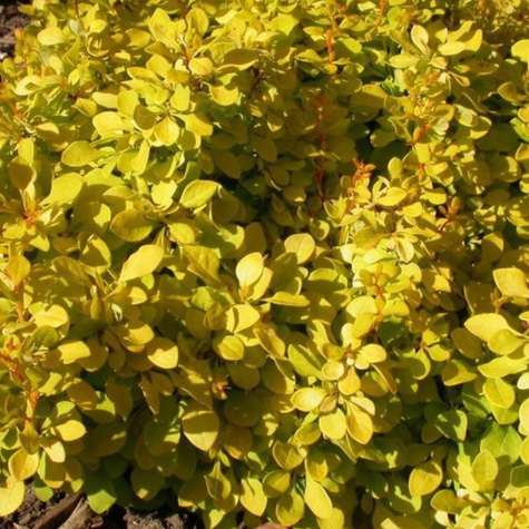 Berberys Thunberga Bonanza Gold (C2)