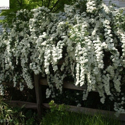 Sztobry Tawuła van Houtte'a 10szt.