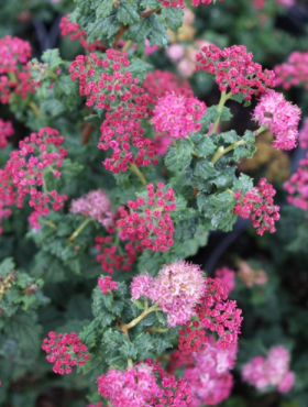 Tawuła japońska Bullata (C2)