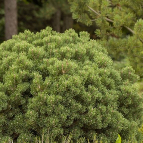 Sosna gęstokwiatowa Low Glow NP