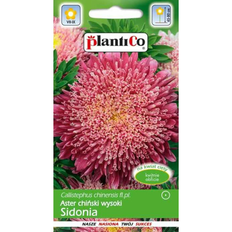 Aster chiński książęcy pomponowy karminowy Sidonia 1g
