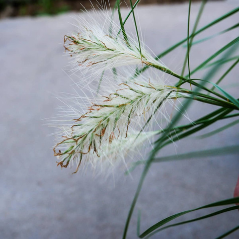 Rozplenica kosmata Nemira (C2)