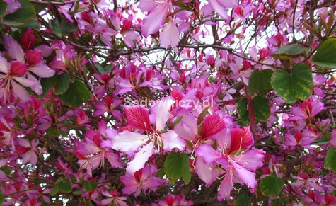 Drzewo storczykowe Storczykowiec chiński Bauchinia pstra 15szt