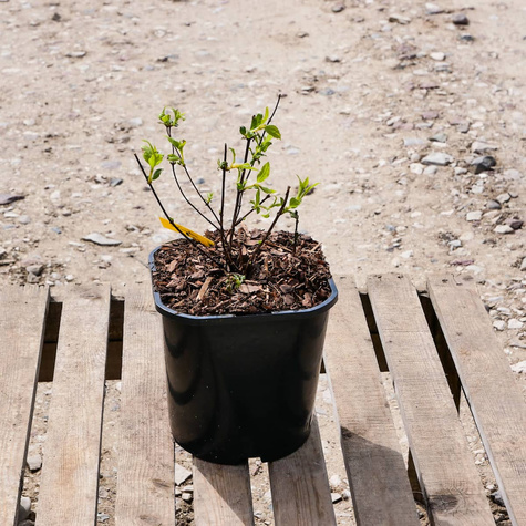 Jaśminowiec Belle Etoile silnie pachnące (C2)