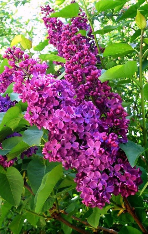 Lilak pospolity Bez Andenken an Ludwig Spath Najsilniej pachnący (C2)