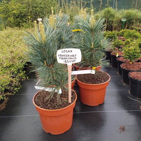 Sosna giętka Vanderwolf's Pyramidalis