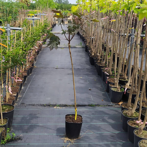 Klon pospolity Crimson King szczepiony na pniu  (C5)