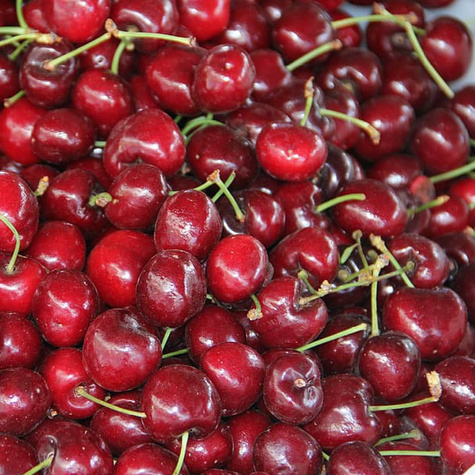 Czereśnia SAMOPŁODNA Skeena w doniczce (C2)