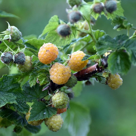 Malina żółta w doniczce olbrzymia