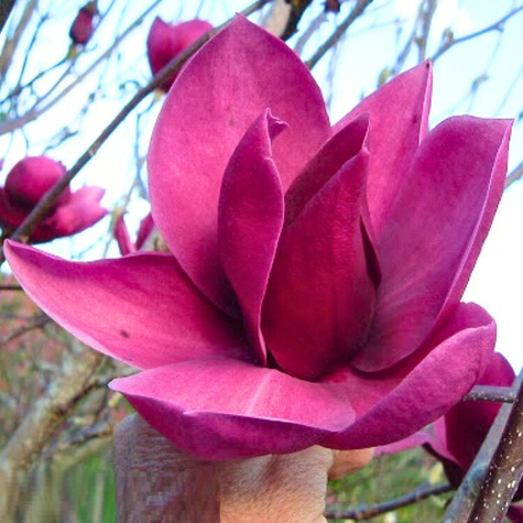 Magnolia Cleopatra (C2)