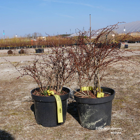 Berberys thunberga Orange Dream (C2)