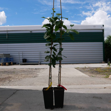 Czereśnia Hudson NAJPÓŻNIEJSZA w doniczce (C2)