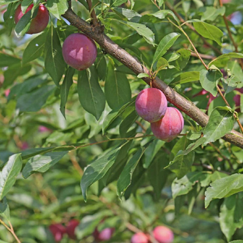 Śliwa japońska Casselman Mrozoodporna Plant Pack