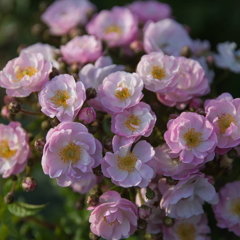 Róża parkowa Wspomnienie Lata C’est la Vie pojemnik