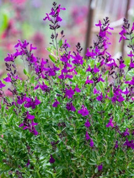 Szałwia greggii jesienna 'Violet'