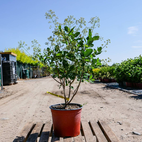 Perukowiec podolski Young Lady Puszysty Krzew (C2)