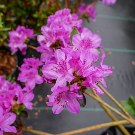 Azalia japońska 'Orlice'