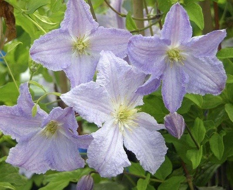 Powojnik Clematis wielkokwiatowy Błękitny Anioł