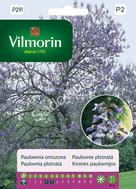 Paulownia omszona, puszysta Pawłownia Cesarskie drzewko 0,1g nasiona
