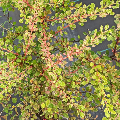 Berberys thunberga Smaragd