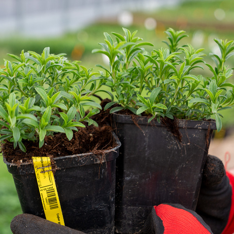 Cząber górski Czubryca Przyprawa (P9)