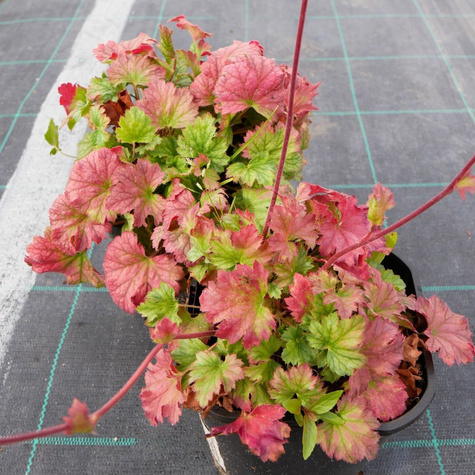 Żurawka ogrodowa Iced Green (C2)