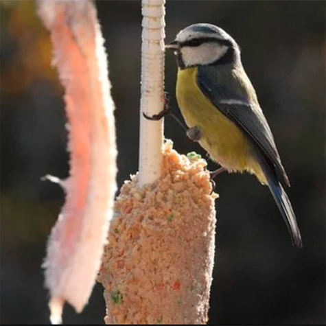 POKARM TUBA papierowa z karmą tłuszczową 500g (ME77)
