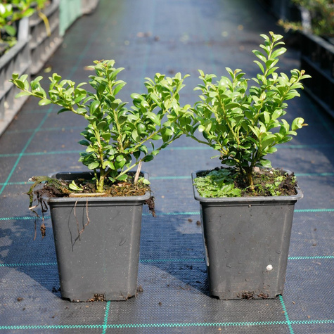 Ostrokrzew bukszpanowy karbowanolistny 'Convexa' (P9)