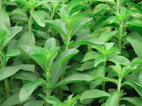 Stevia sadzonka Stewia Sweet Słodzik (P9)