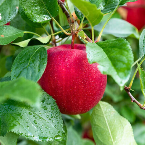 Jabłoń Jonica Plant Pack