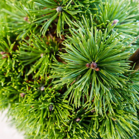 Sosna kosodrzewina Hvozdany Pa 50