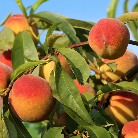 Morela Bergeval Plant Pack