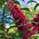 Budleja Dawida Butterfly Red
