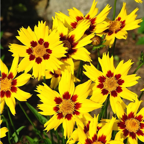 Nachyłek wielkokwiatowy Sunfire (C2)