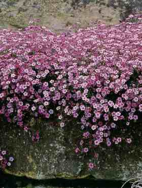 Gipsówka trwała rozesłana niska różowa 1g