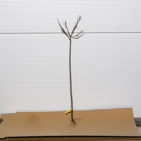 Agrest biały Hinnonmaki Gron na pniu Plant Pack