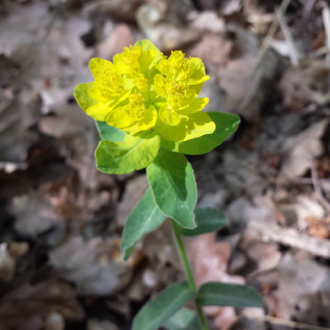 Wilczomlecz pstry (C2)