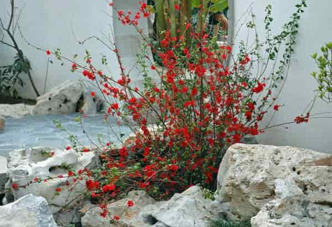 Pigwowiec japoński Red Joy w doniczce