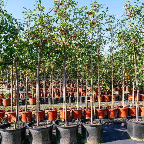 Jabłoń ozdobna rajska Ola obw. 6-8cm