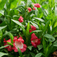 Penstemon Hartwegii Polaris Red (C2)