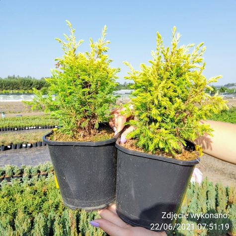 Jałowiec pospolity Gold Cone (P9)