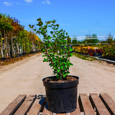 Śnieguliczka Chenaulta Hancock (C2)