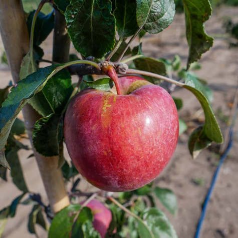 Jabłoń Empire Plant Pack