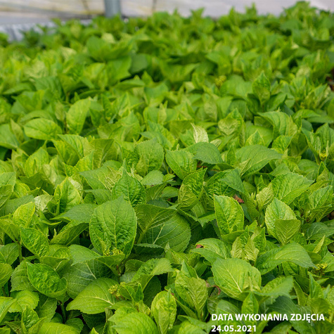 Hortensja ogrodowa Fantasia